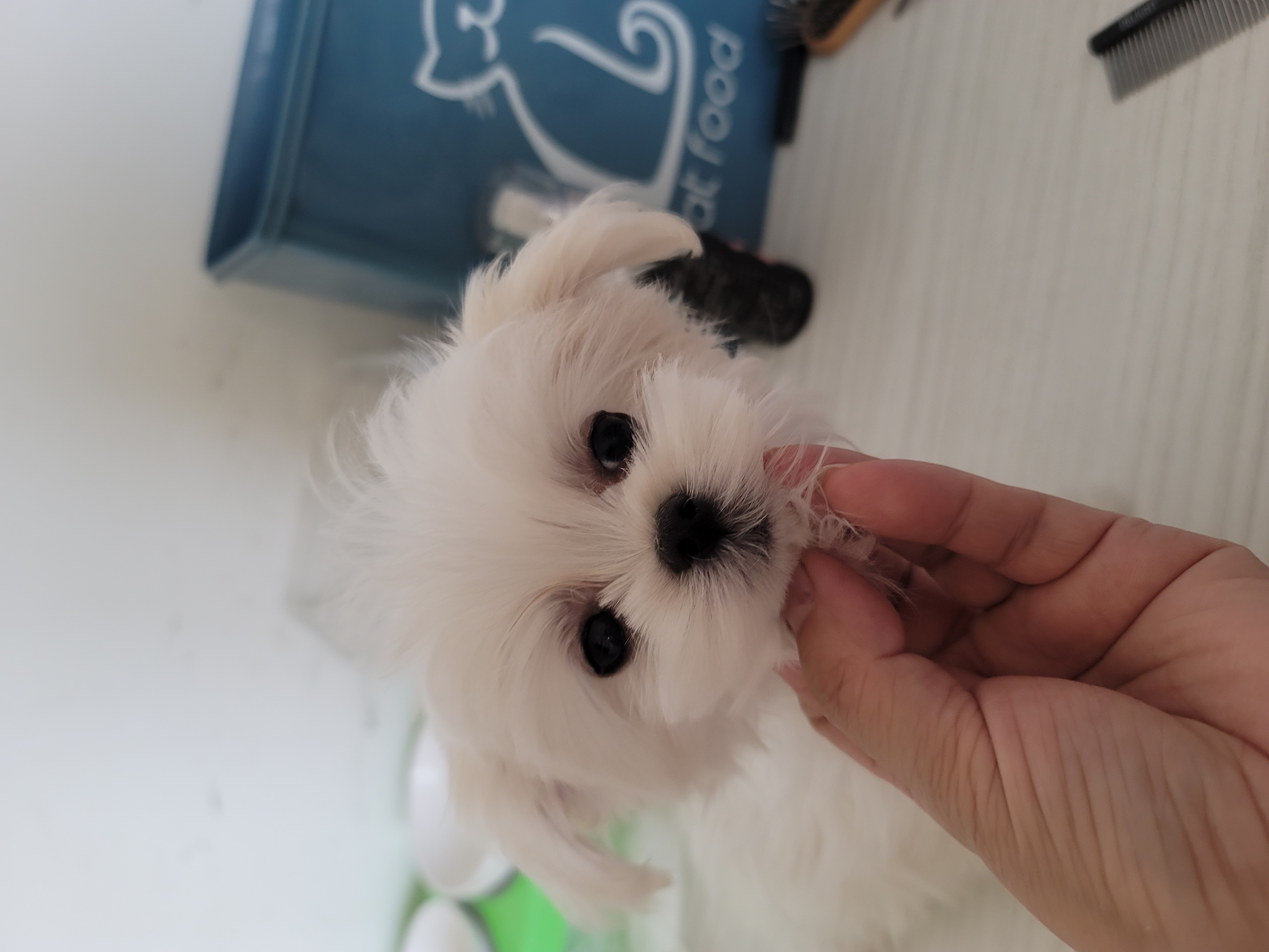 韩版马尔济斯妹妹